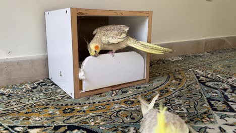 a pair of colorful cockatiels sitting peacefully on persian carpet surrounded by a cozy home environment in iran tehran showcasing their beautiful feathers and natural charm of local people lifestyle