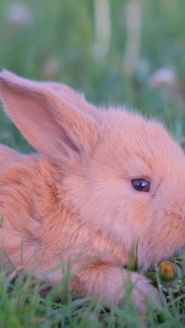 close-up of a cute baby rabbit in green grass