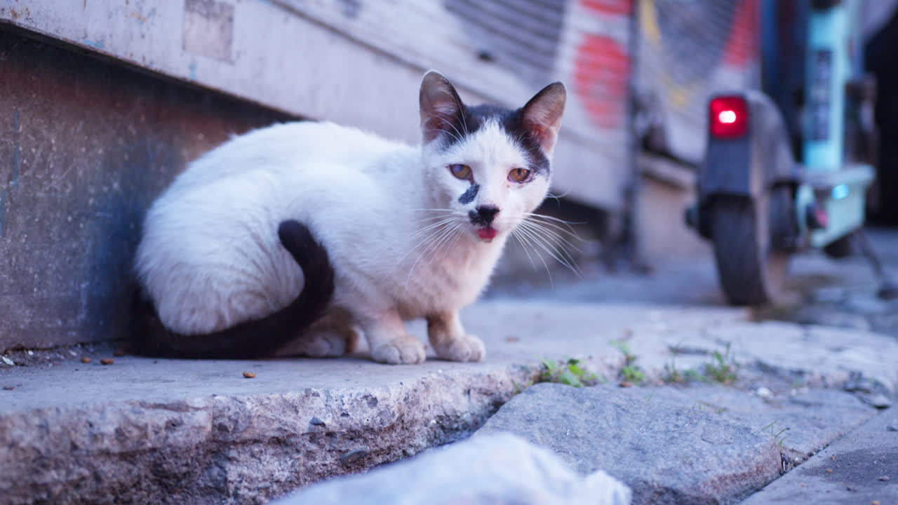 Un gatto bianco e nero seduto su una strada a Istanbul. Uno scooter elettrico sullo sfondo con una luce rossa lampeggiante