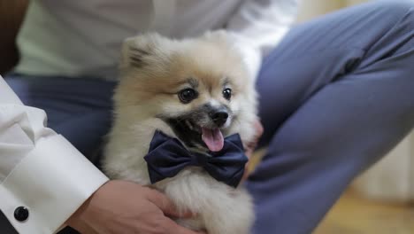 cute puppy getting groomed with a bow tie