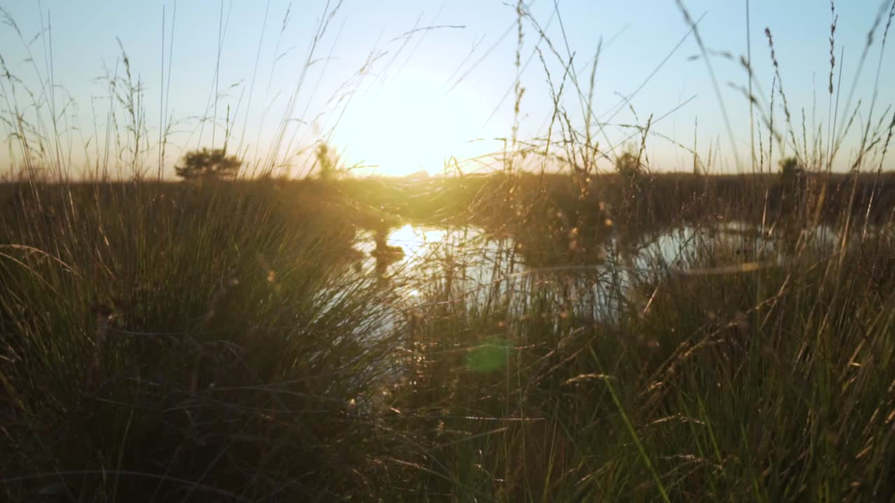 puesta de sol sobre un pantano