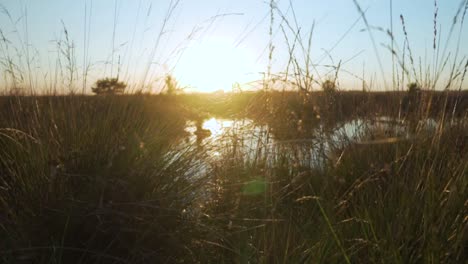 sunset over a marsh