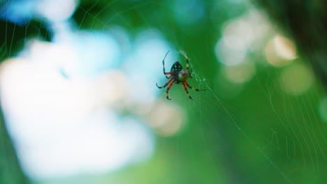 Spinne-Auf-Spinnennetz-Mit-Bokeh