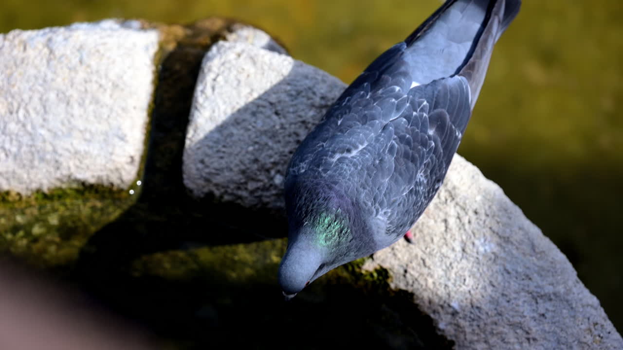 Close up of a pigeon drinking water from a well