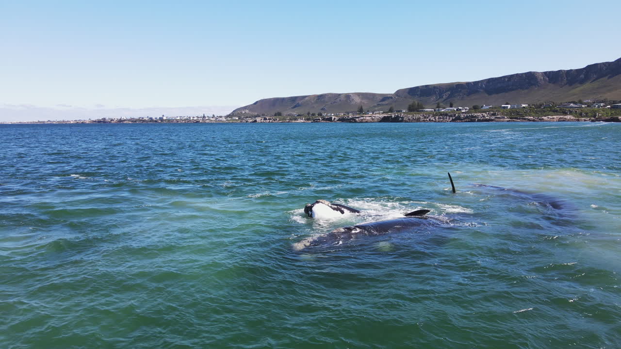 Southern right whale bulls mating with cow in coastal waters of Hermanus
