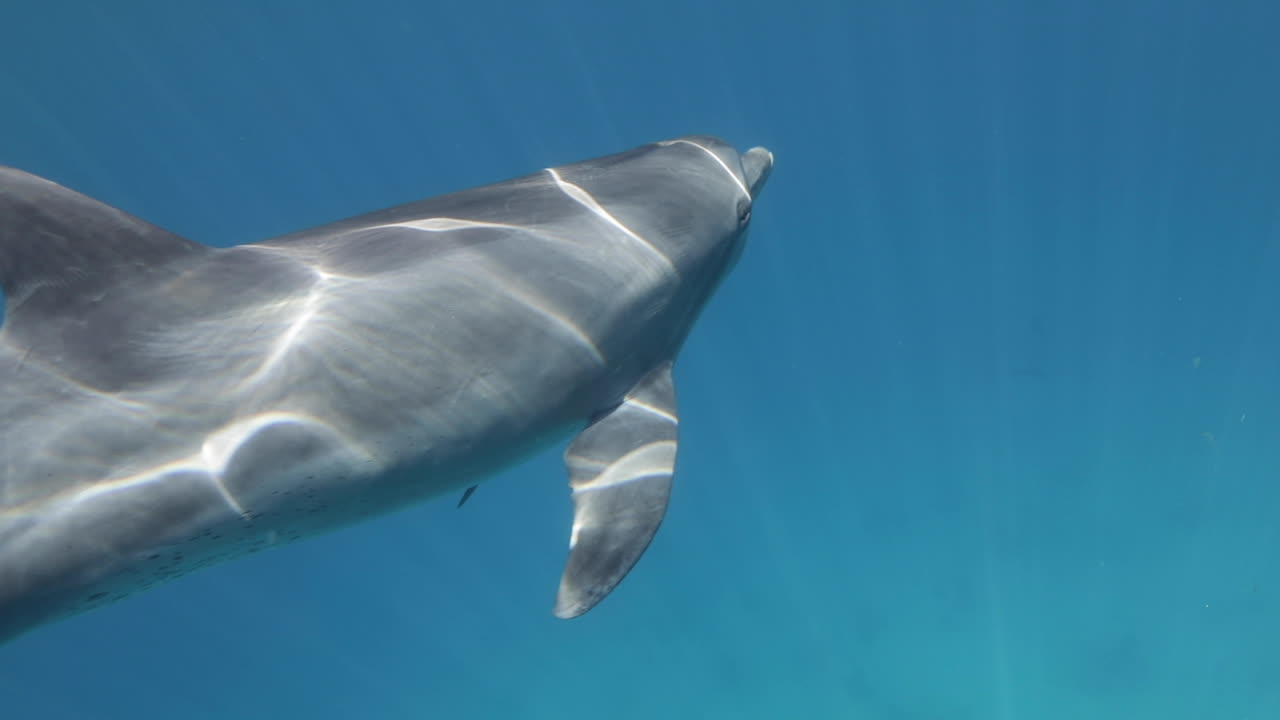 delfines nadando juntos en el arrecife de coral del mar rojo de egipto