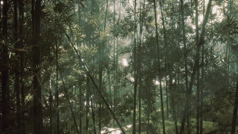 sunlight filtering through a dense bamboo forest