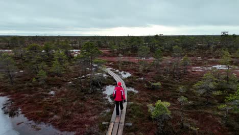 Camera-follows-a-woman-walking-alone-on-a-marsh-wooden-boardwalk-in-spring,-surrounded-by-small-frozen-lakes-and-small-trees