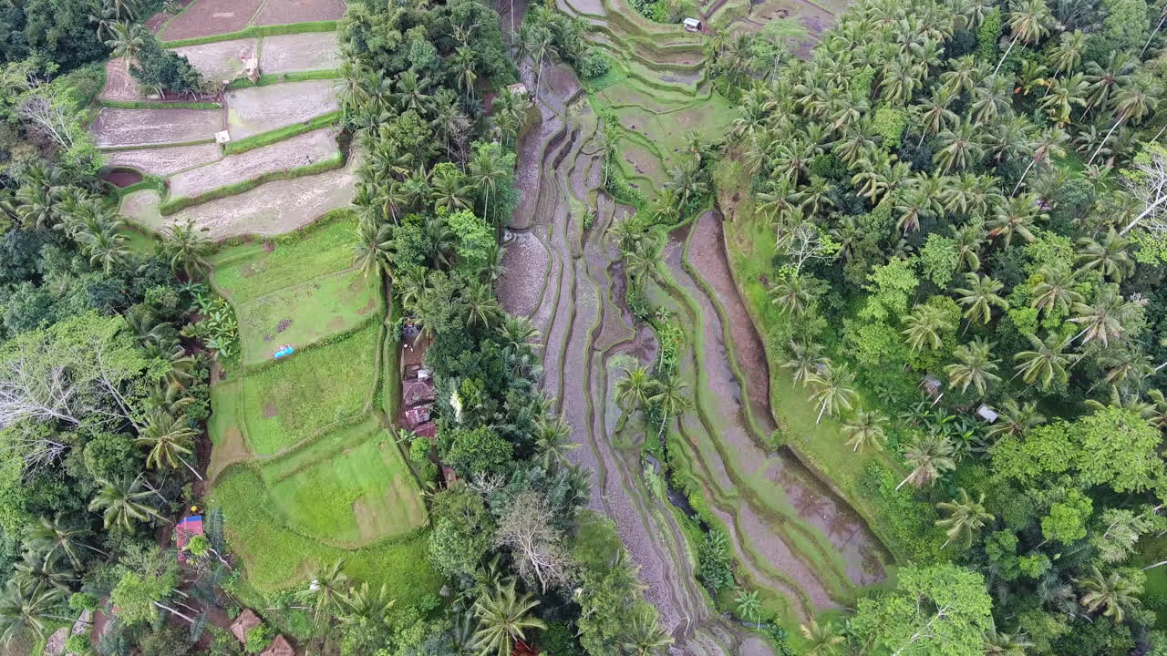 toma aérea inclinada que revela las terrazas de arroz en bali
