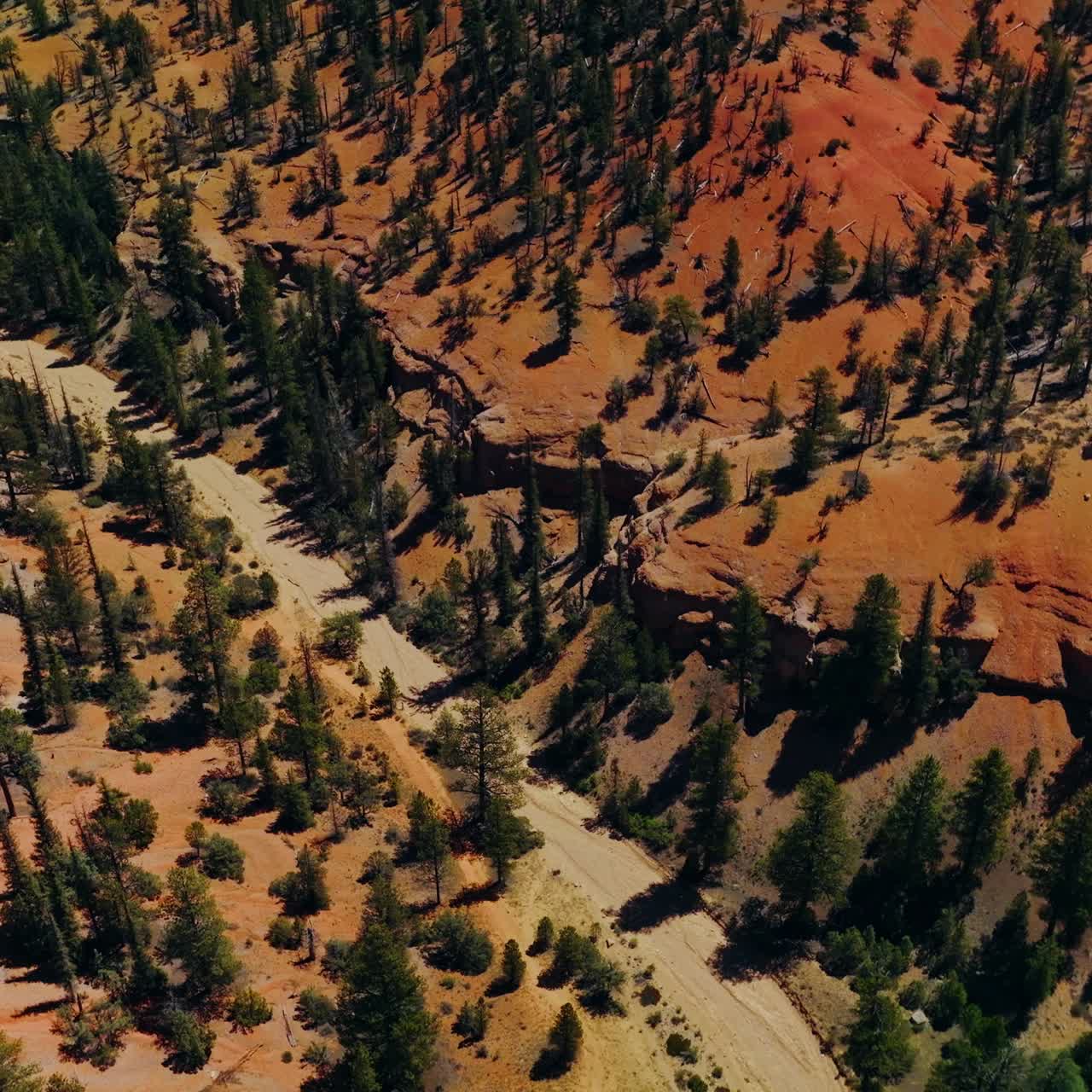 Scarce pine trees growing on the rocky landscape. Drone footage over the Arches National park on sunny day