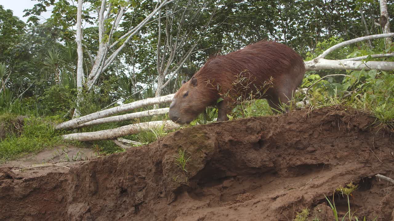 carpincho macho en banco alto alimentándose de hierba, toma cinematográfica