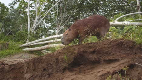 male capybara on high bank feeding on grass , cinematic shot