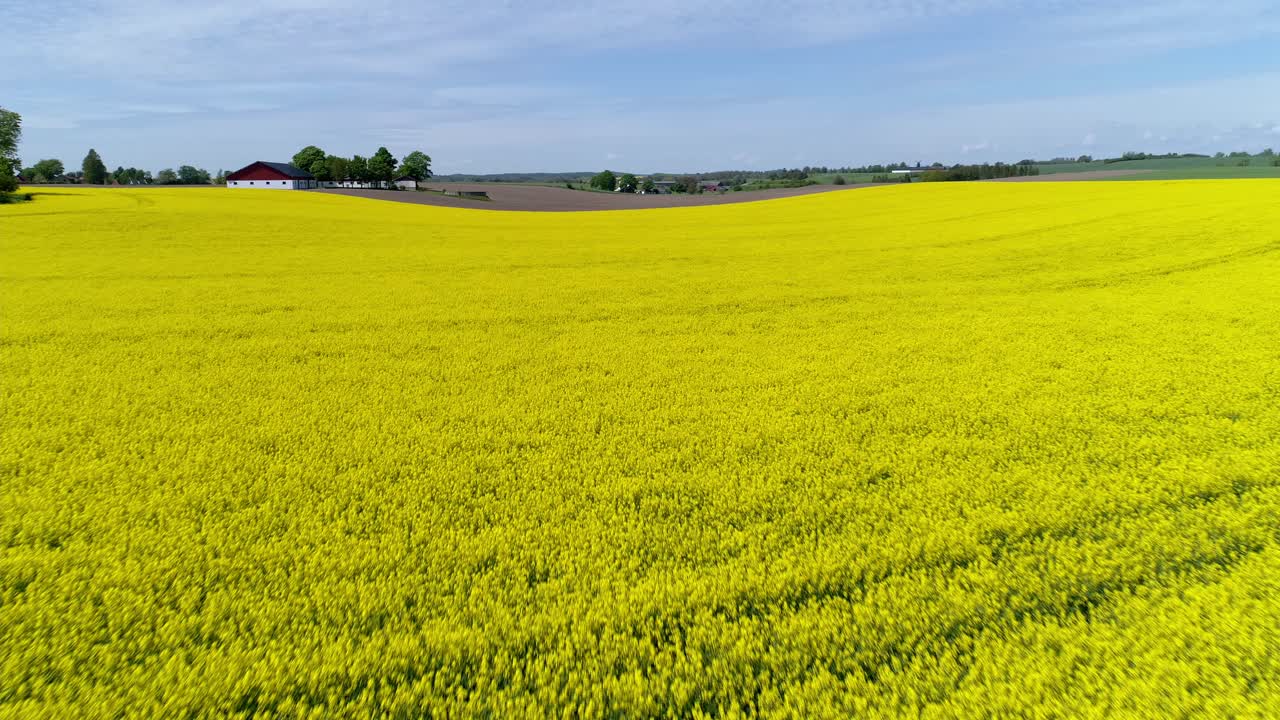 impresionantes vistas de exuberantes filas de colza amarilla en flor en tierras agrícolas