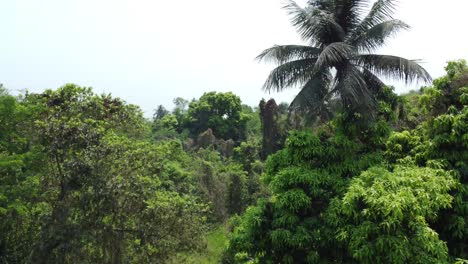 Vista-Aérea-O-Superior-Del-Bosque-Verde-Profundo-O-La-Jungla