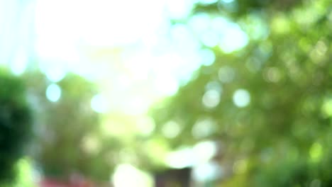 green tree leaves bokeh for nature background under the sky and abstract green background, blur focus