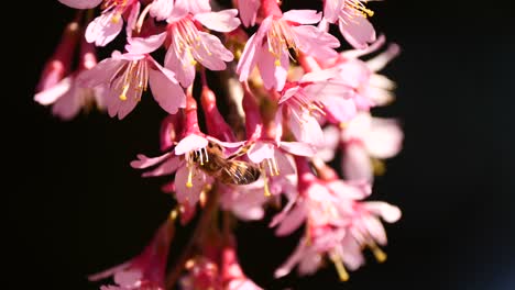 cerca de la abeja dorada colgando de una flor rosa y recolectando néctar durante la luz del sol en el jardín