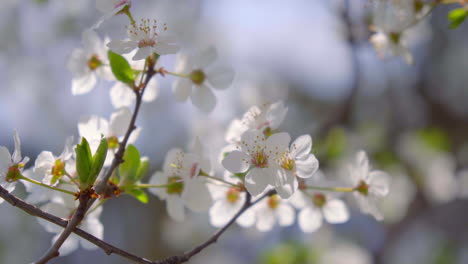 close-up of branches covered with flowering colors