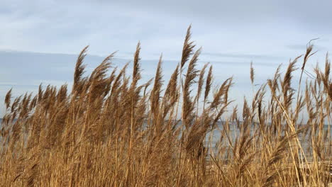 Wheat-growing-near-the-beach
