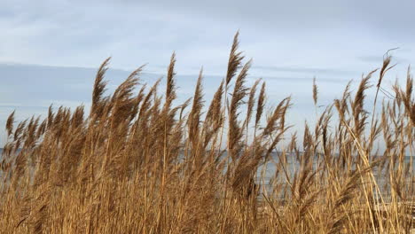 cultivo de trigo cerca de la playa