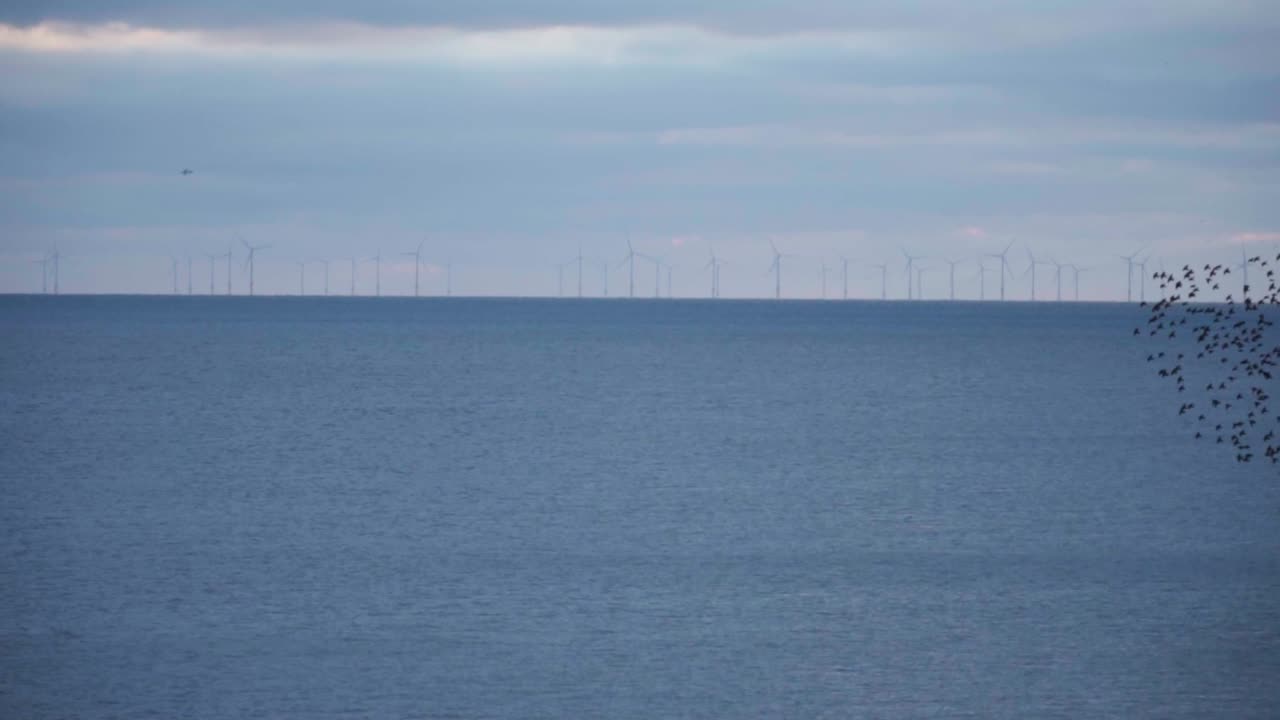 수천 마리의 달이들이 바다 위에서 걱거리고 춤을 추고 있습니다.