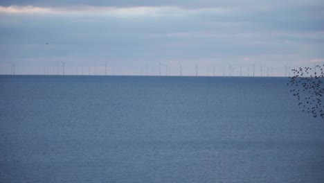 Thousands-of-Swallows-Murmurate-and-Dance-Over-the-Sea---Slow-Motion-Shot