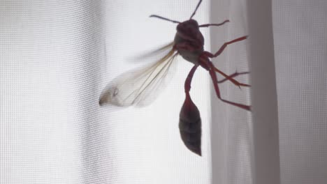 Close-up-shot-of-a-wasp-climping-a-curtain