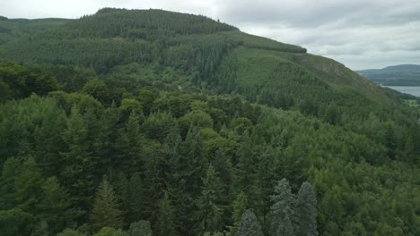 flying over treetops of dense pine forest