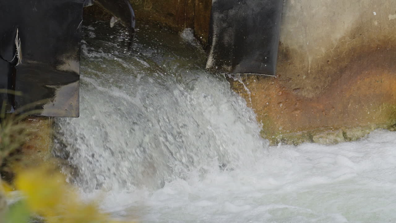 Salmon leap in Ganaraska River, Ontario, in slow motion, a thrilling scene