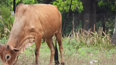 Vaca-Comiendo-Hierba---Oro