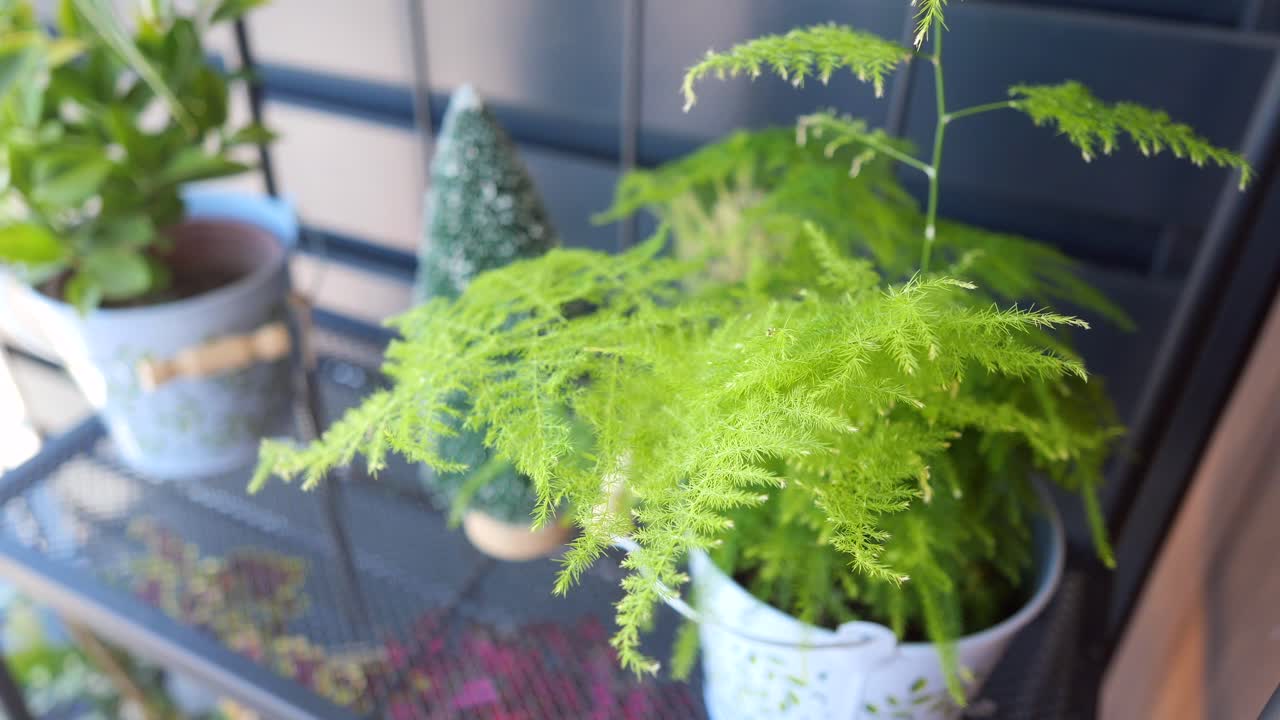 Potted Fern and Christmas Tree Decor on Shelf