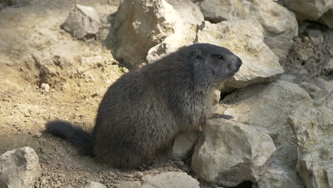 portrait shot of cute groundhog resting on rock in nature and watching wilderness,close up