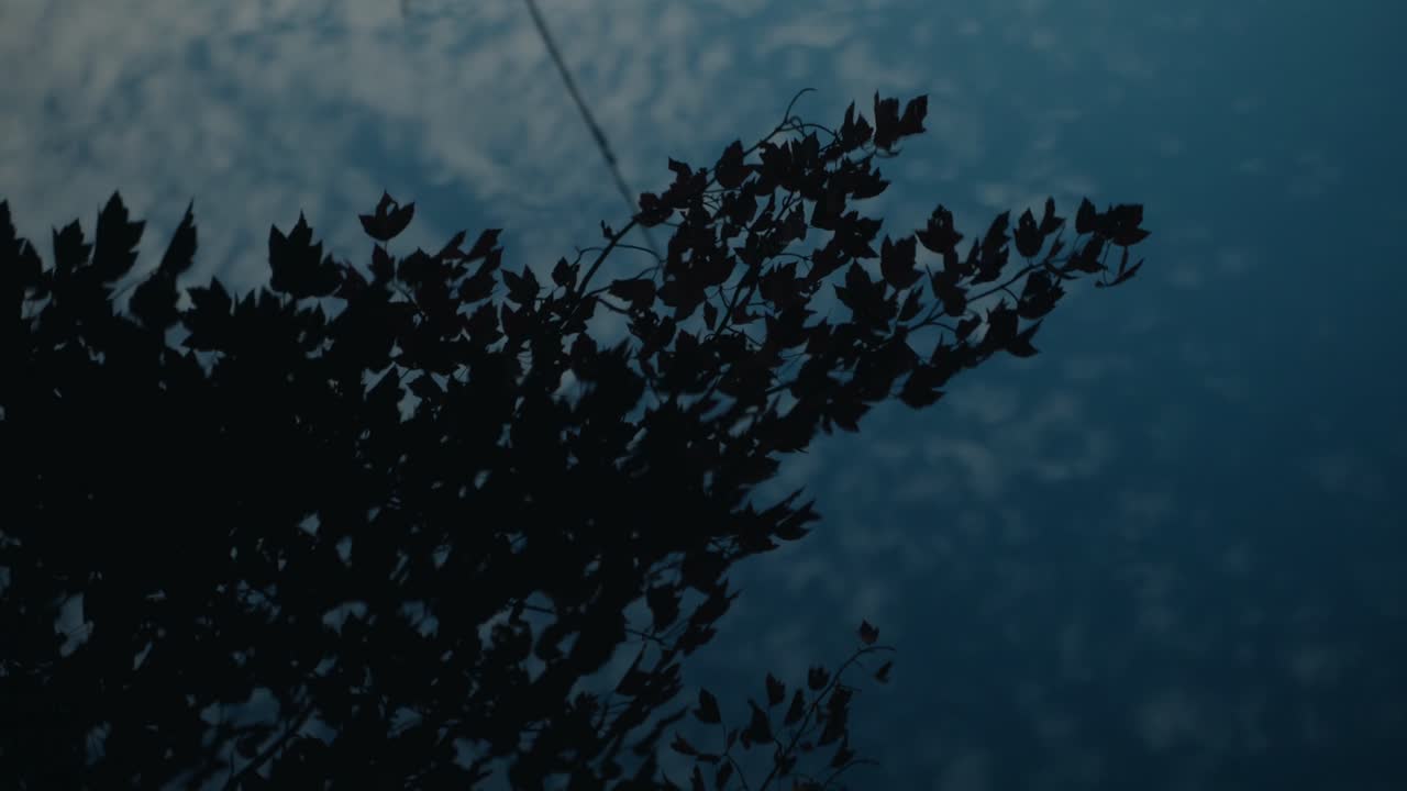 Dark silhouette tree branches reflected by the lake with twilight sky, North America, Quebec, Montreal, Canada.