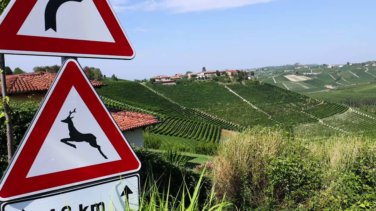 푸른 포도 가운데 있는 도로 표지판