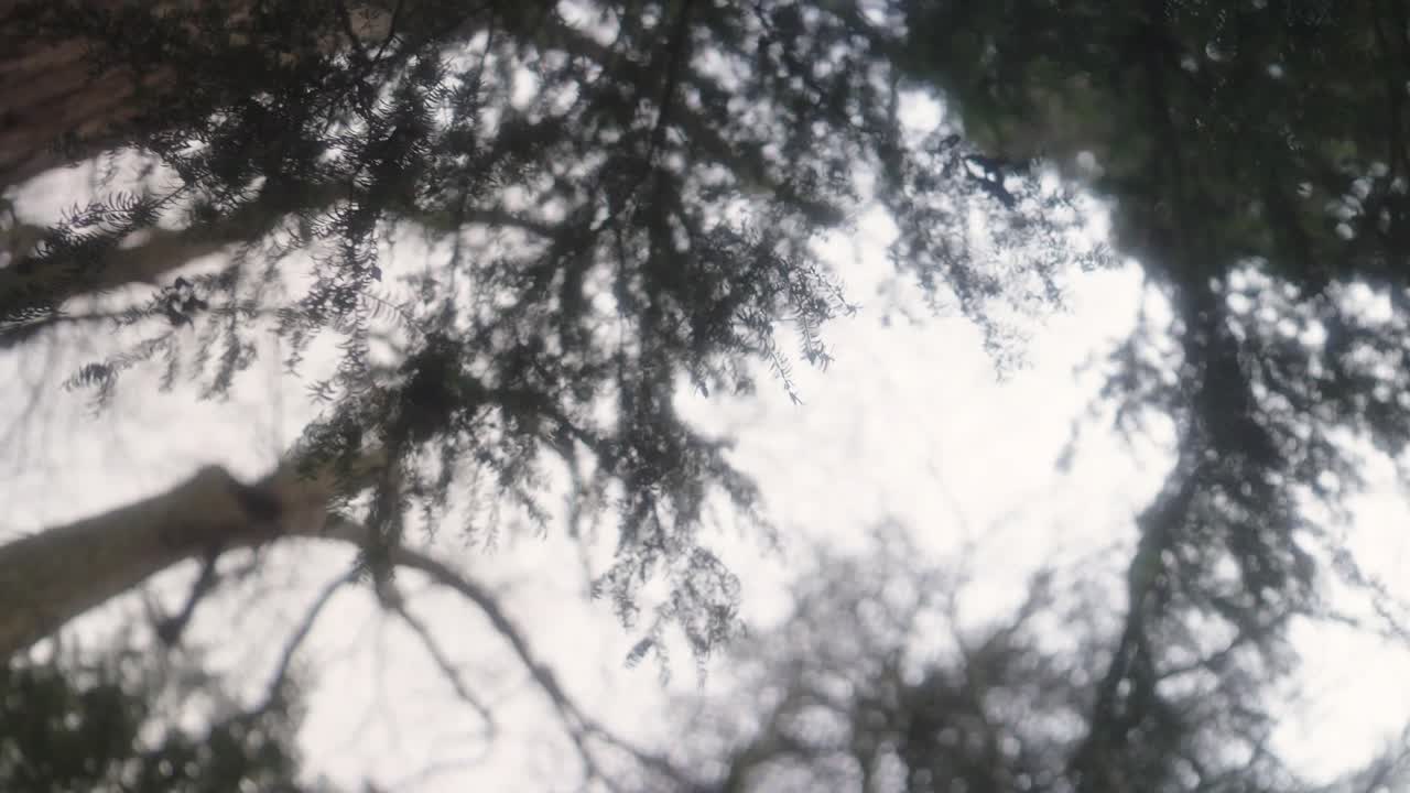 Looking Up Through the Trees in a Forest
