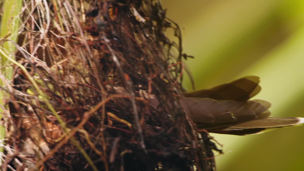 colibrí hembra criando a los pollitos en el nido colgante, dándoles calor