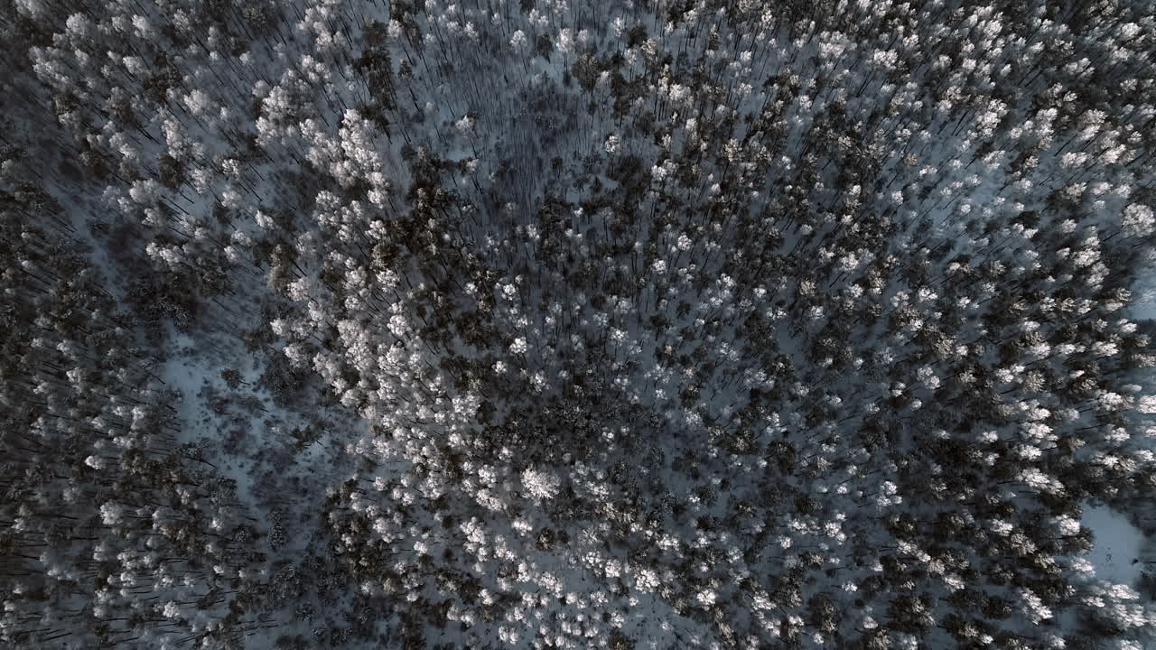 vista de pájaro de drones aéreos de árboles cubiertos de nieve y suelo en un bosque de coníferas en un brillante día soleado de invierno