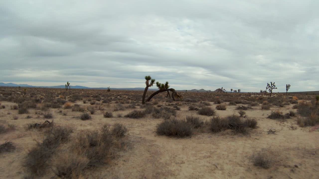 Flying fast over the Mojave Desert sand and under the bent and twisted trunk of a Joshua tree
