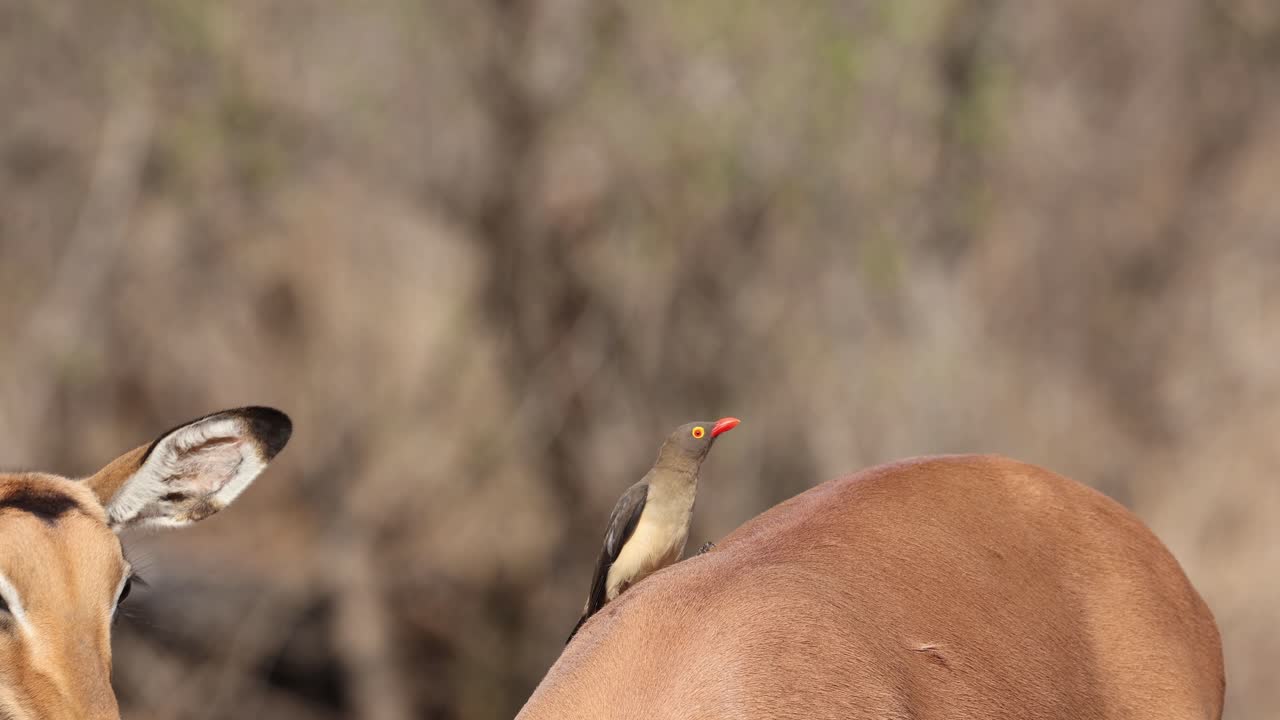 A curious impala smelling a red-billed oxpecker, Greater Kruger. Medium shot.