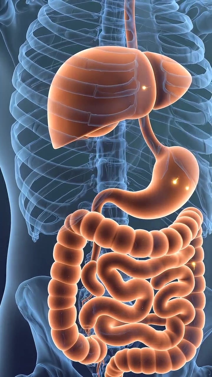 Detailed 3D Medical Illustration of Human Digestive Tract Stomach and Intestines