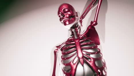 human skeleton bones model with organs