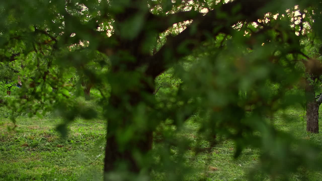 прекрасный зеленый сад летом