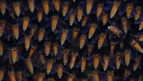 Honey-Bees-are-known-to-build-large-colonies-of-nest-with-symmetrical-pockets-made-of-wax-for-them-to-store-honey-as-their-food-source