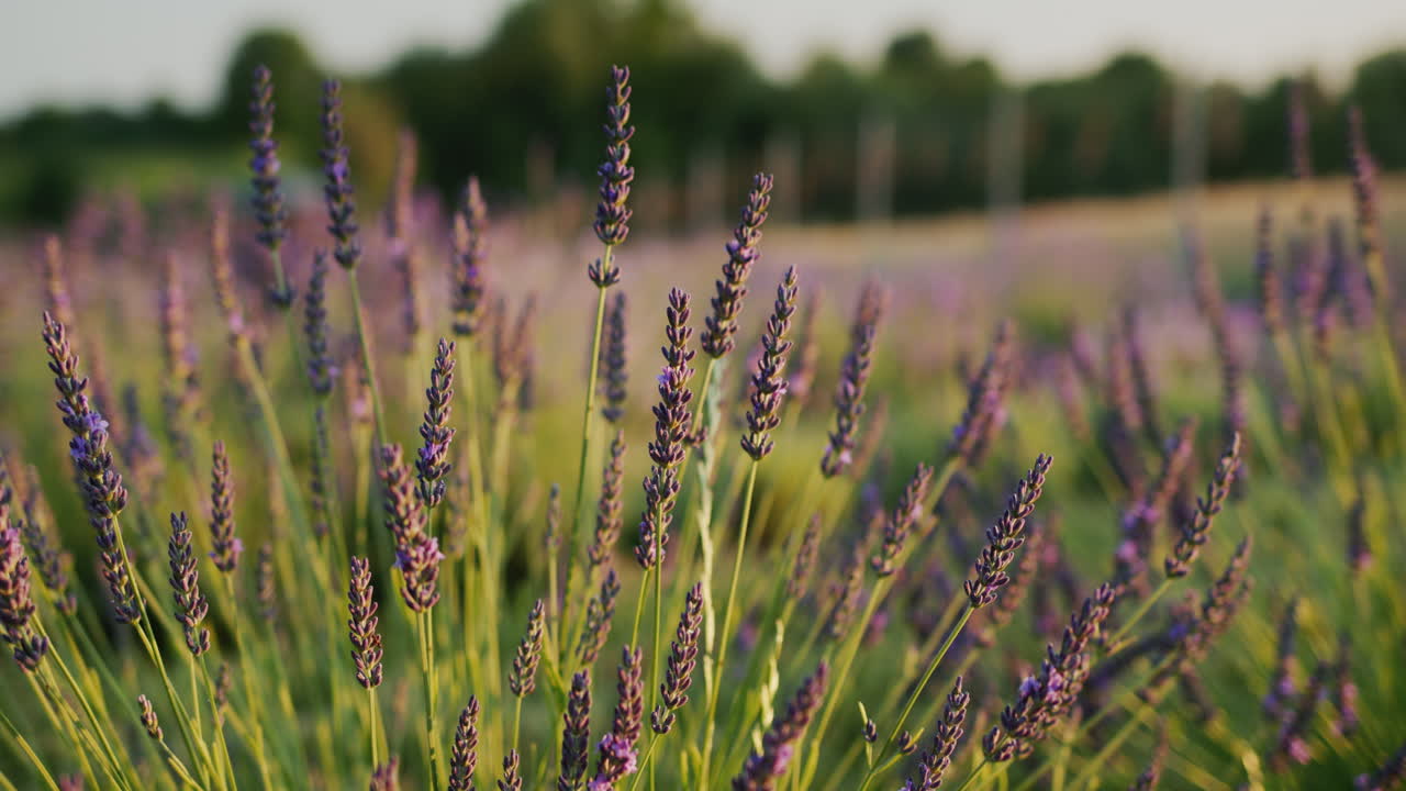 fila de arbustos de lavanda al atardecer. dolly 4k video
