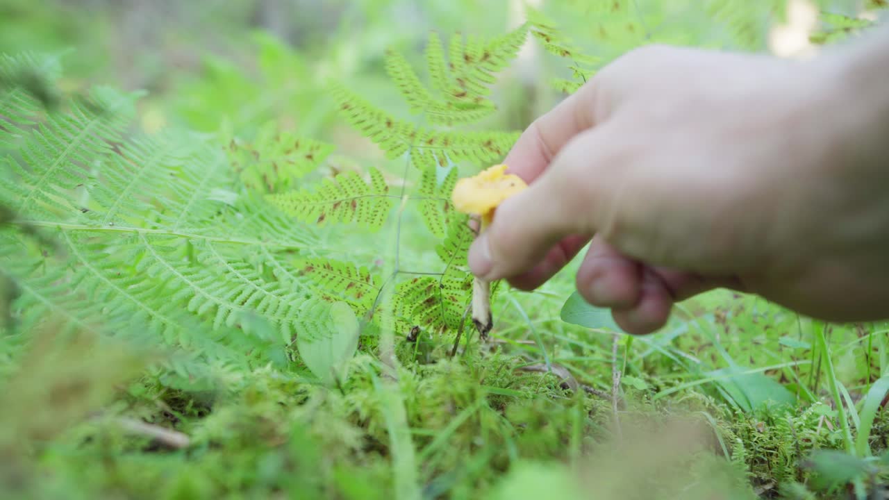 mano de la persona recogiendo setas en el suelo del bosque con helechos