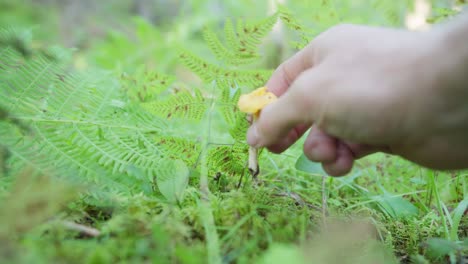 Die-Hand-Einer-Person,-Die-Pilze-Im-Waldboden-Mit-Farnen-Pflückt