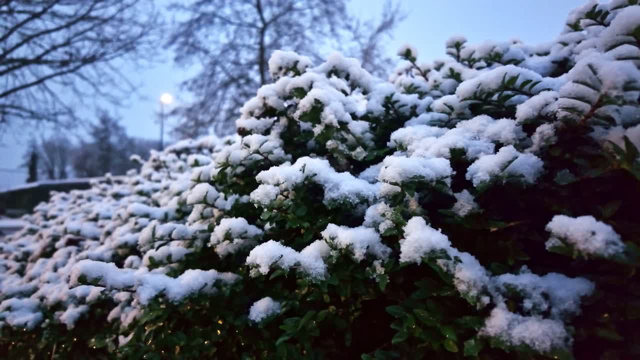 Primo piano delle foglie di un arbusto verde coperte da uno strato di neve bianca fresca in inverno.