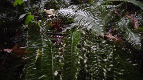 Vegetación-Del-Bosque-De-Oregon