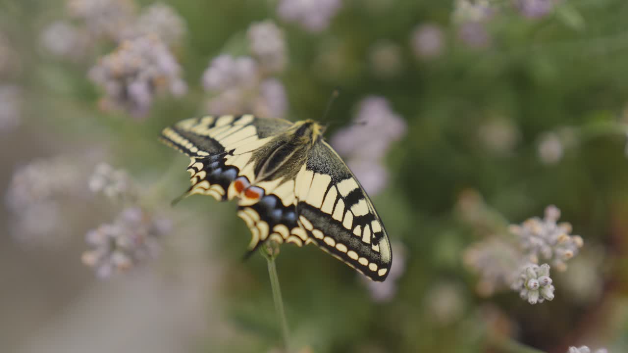fotografía macro de una mariposa cola de golondrina recién eclosionada en la lavanda
