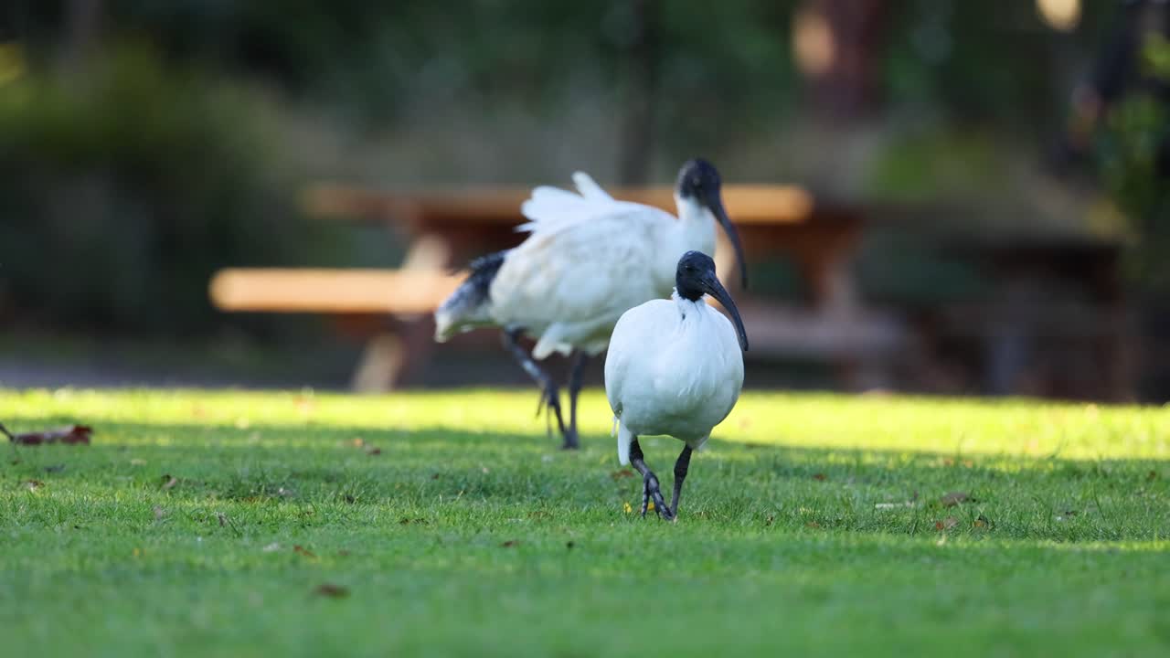 풀 위 를 고 있는 이비스 새 들