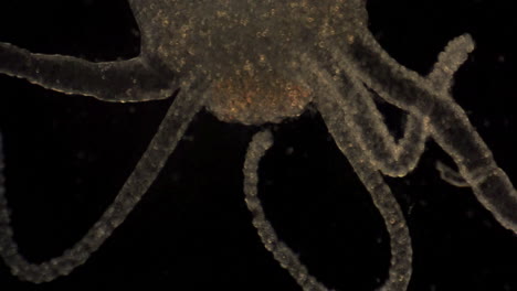 microscopic hydra moves its tentacles to catch prey